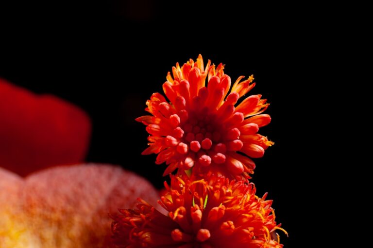 Kościan park miniatur – co warto zobaczyć i kiedy jechać